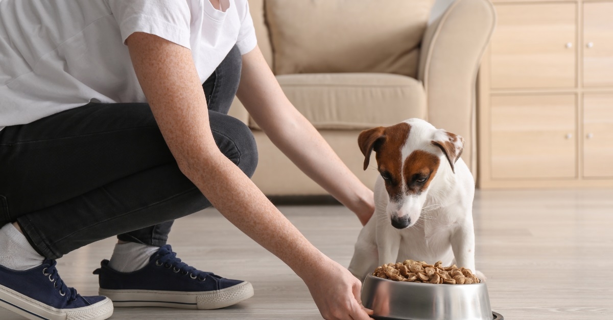 woman feeding dog at home