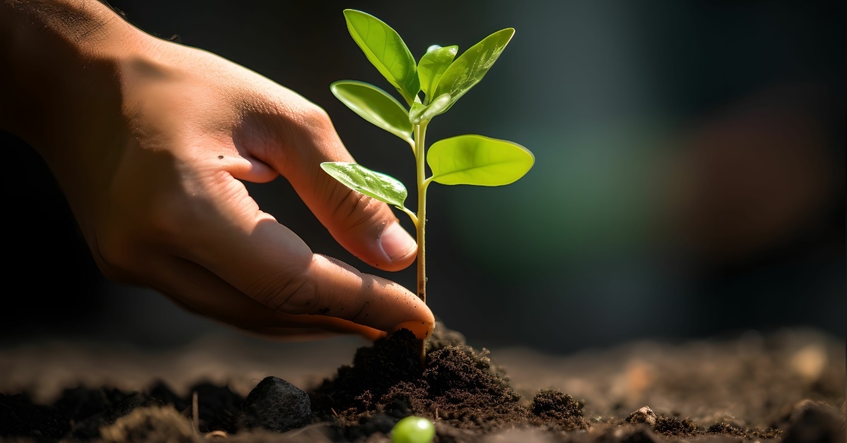 man planting tree sapling finance concept