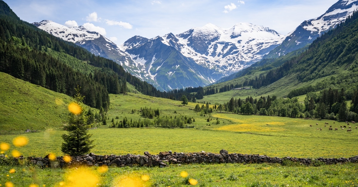 alpine landscape with cows grazing meadows