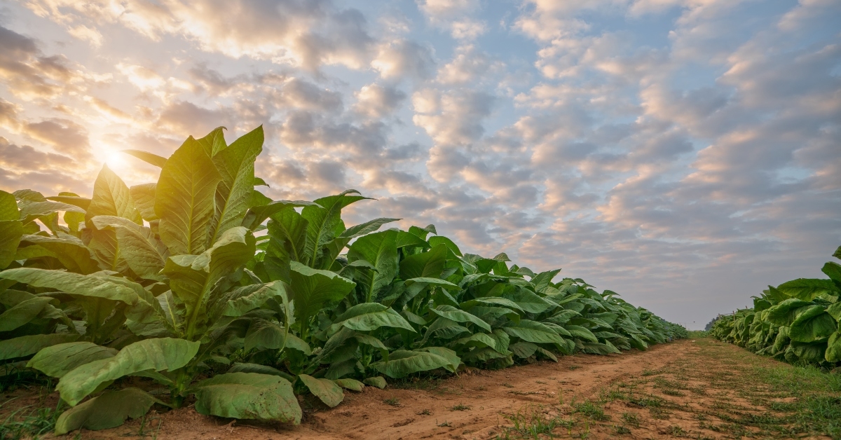 tobacco leaves