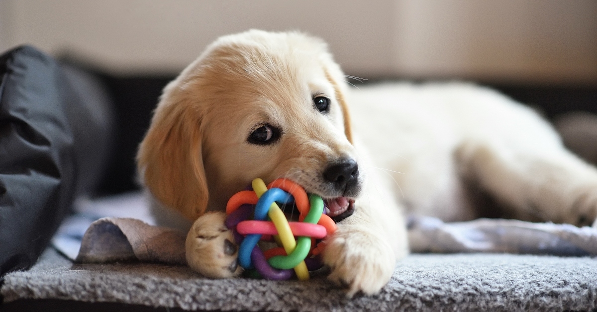 puppy playing with toy