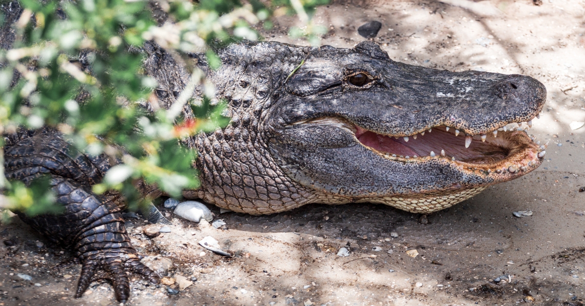 alligator basking from the heat