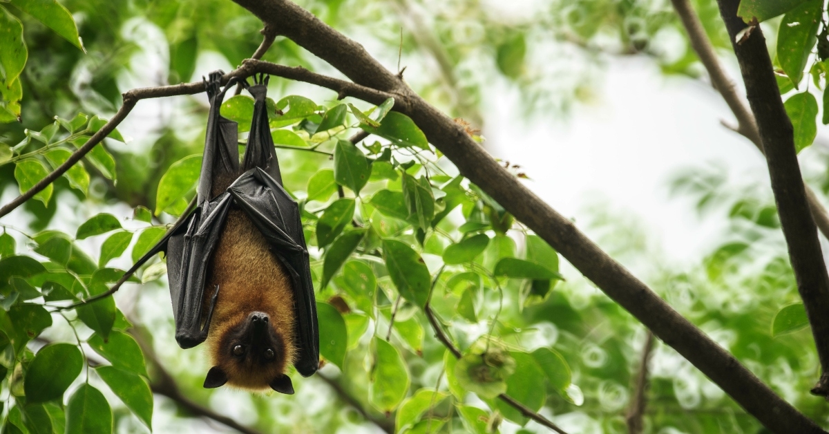 bat hanging upside down