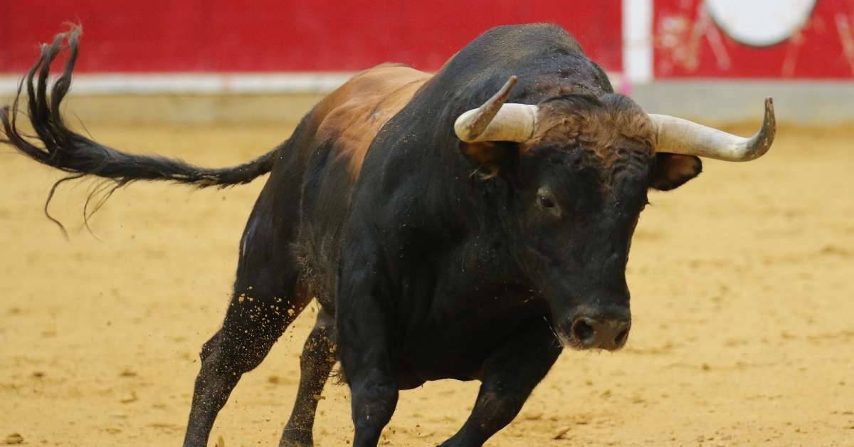bull in the bullring