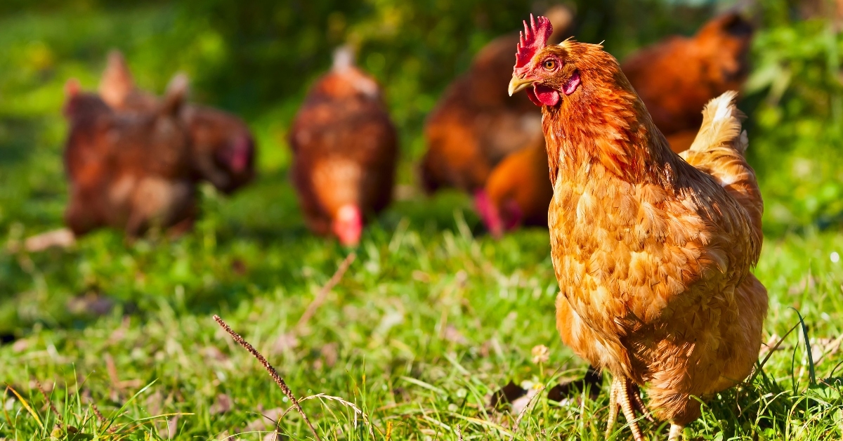 flock of chickens grazing