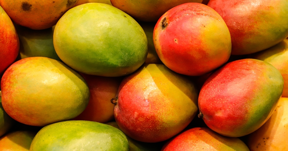 fresh mango fruits
