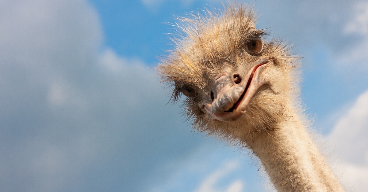 ostrich head