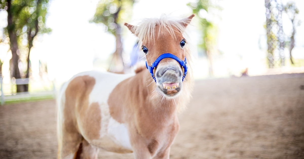 shetland pony smile face