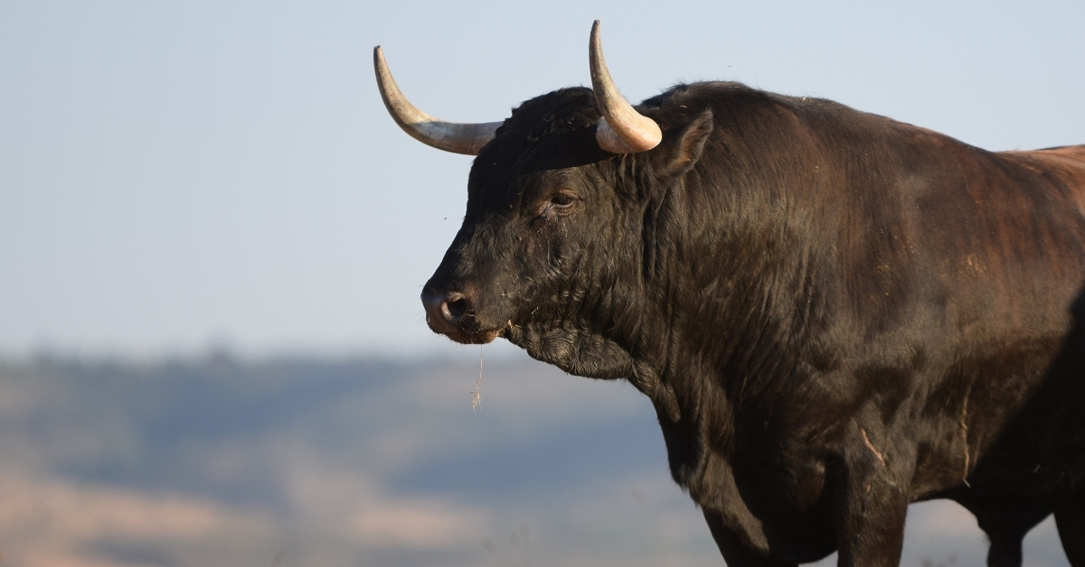spanish bull