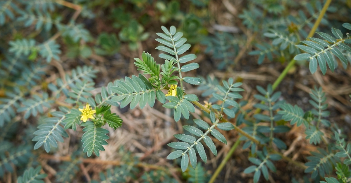 tribulus terrestris
