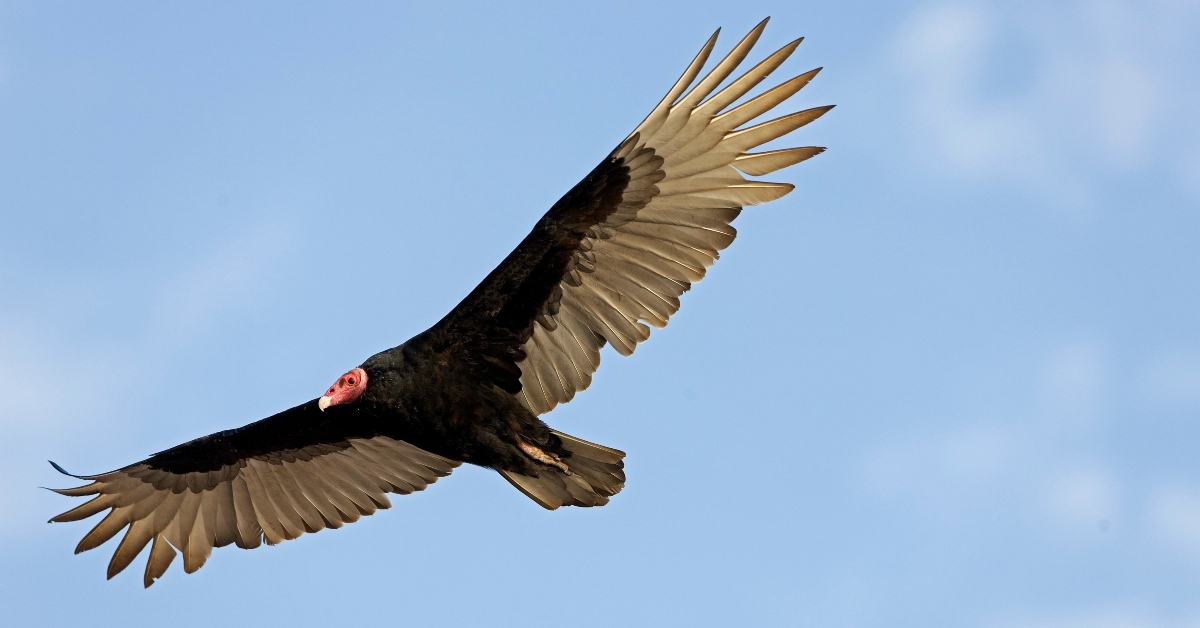turkey vulture cathartes aura