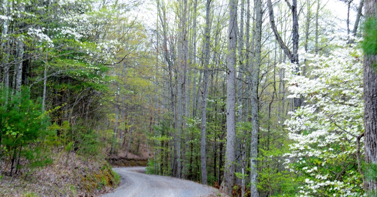 Dogwood Trees in Great Smoky Mountains