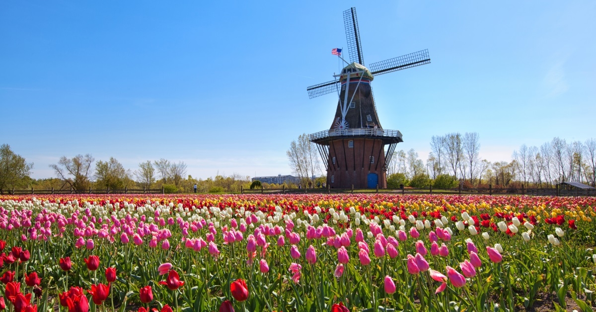 spring tulips in holland michigan