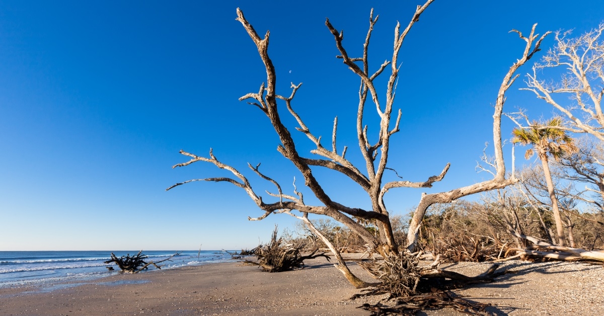 Botany Bay beach Edisto Island