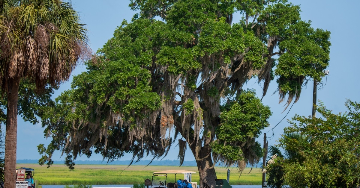 Scenic Views of Daufuskie during day