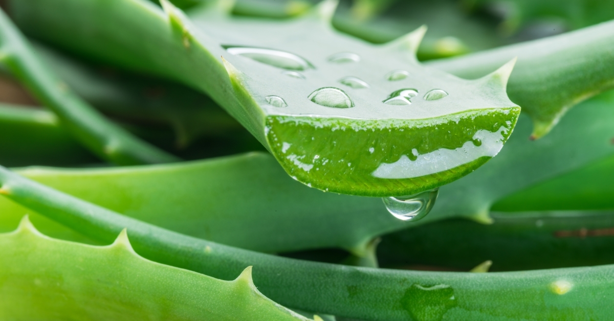 Aloe vera fresh leaves and slices