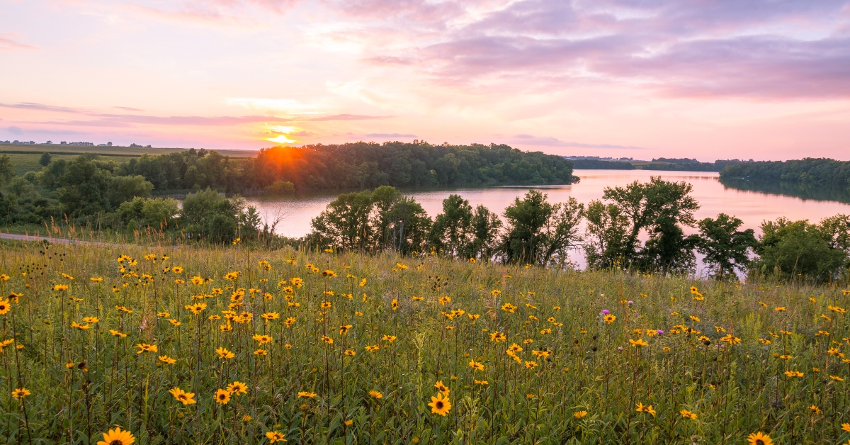 minnesota wild flowers and lake