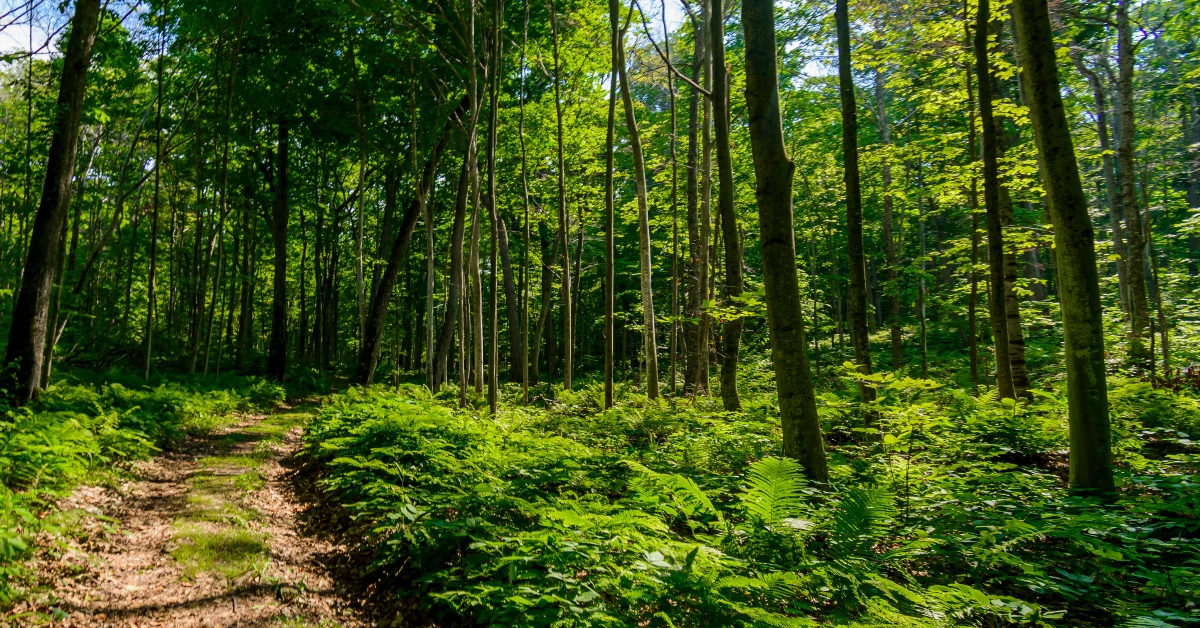 path trough ferns in forest