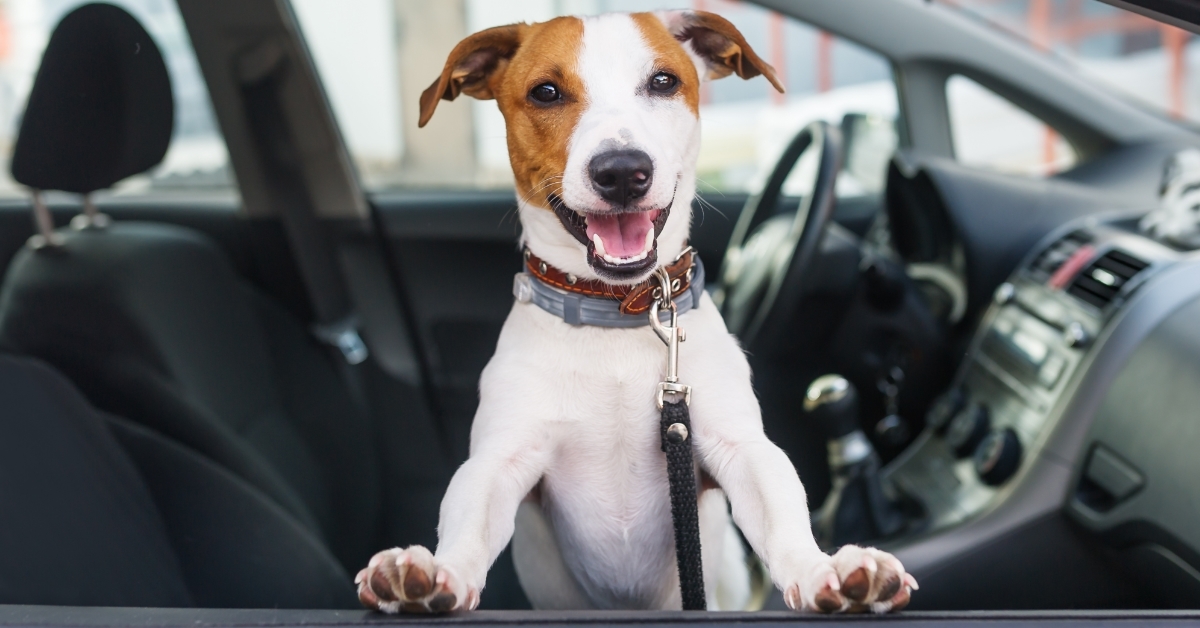 dog in car front seat