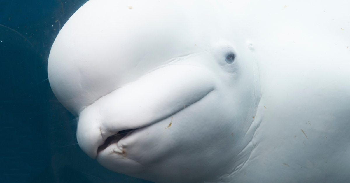 baby white beluga