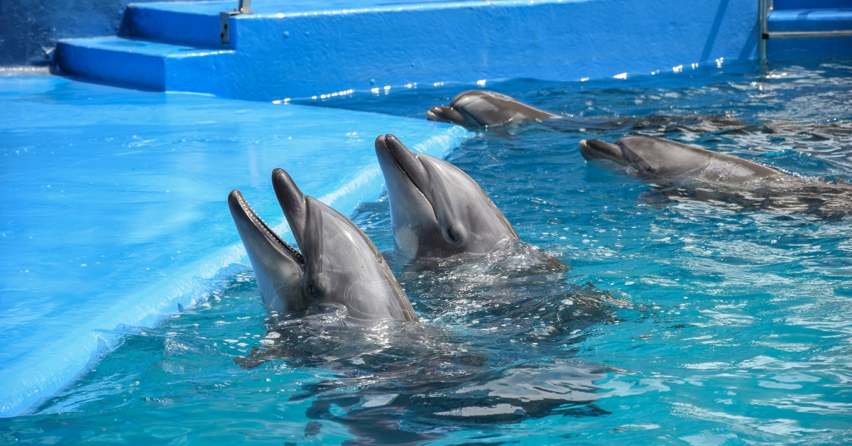 dolphin performance in odessa 2019