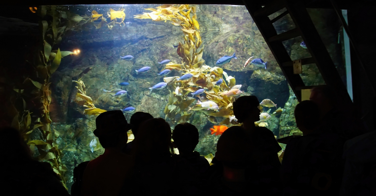 field trip students watching fish