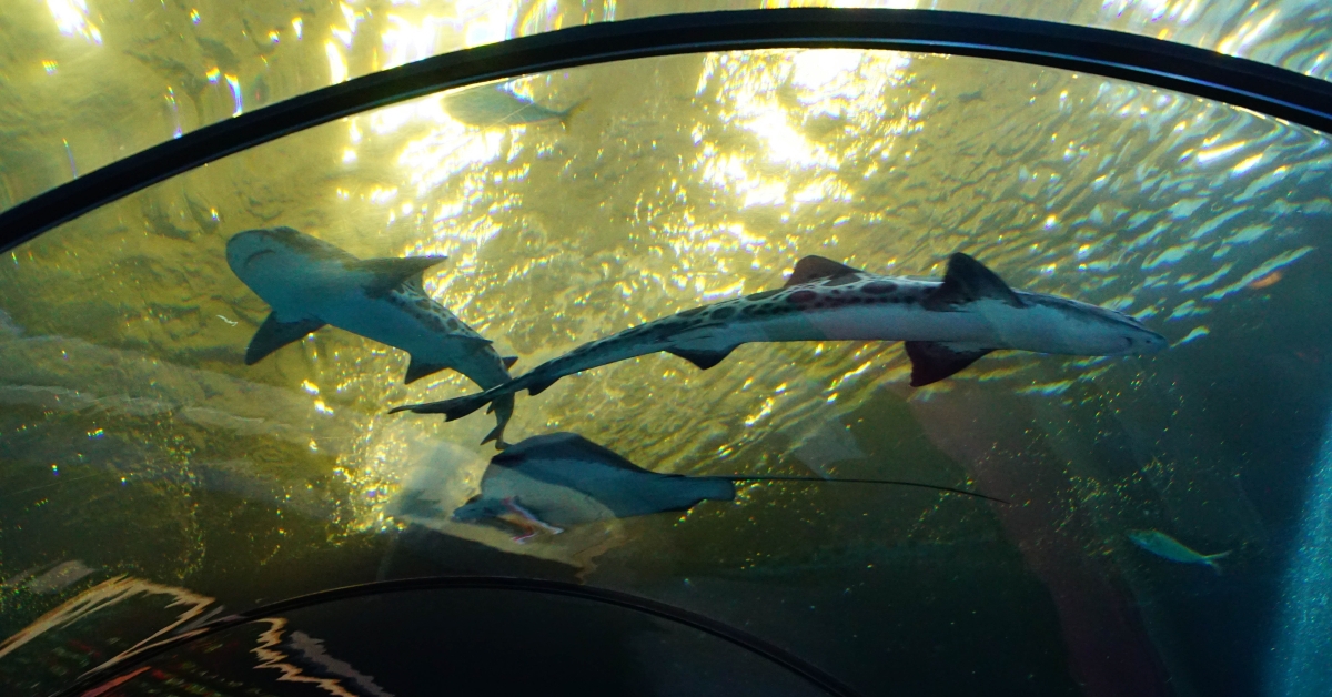 leopard shark swimming
