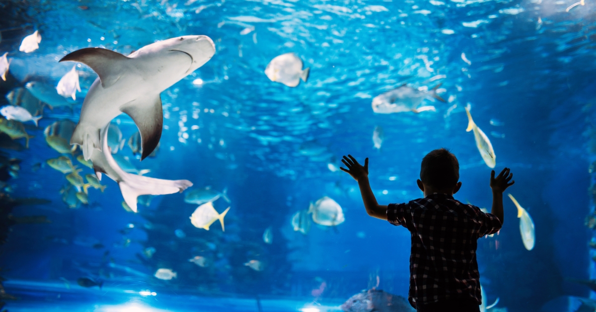 serious boy looking at aquarium