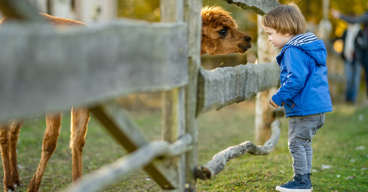 boy looking at an alpaca