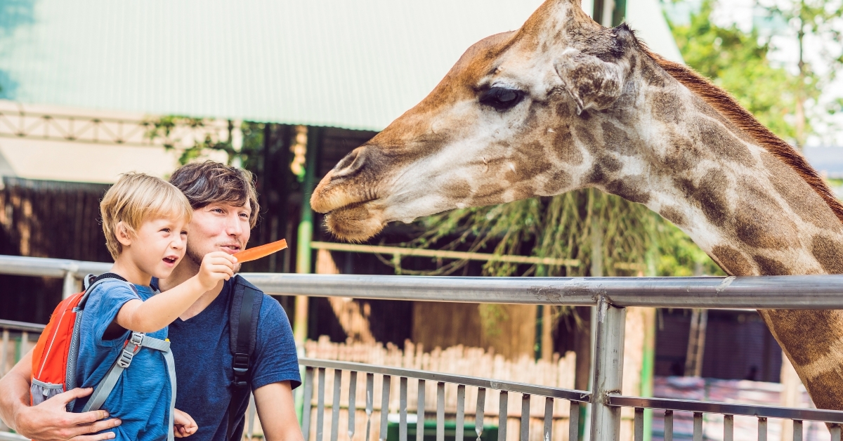 father and son feeding giraffe