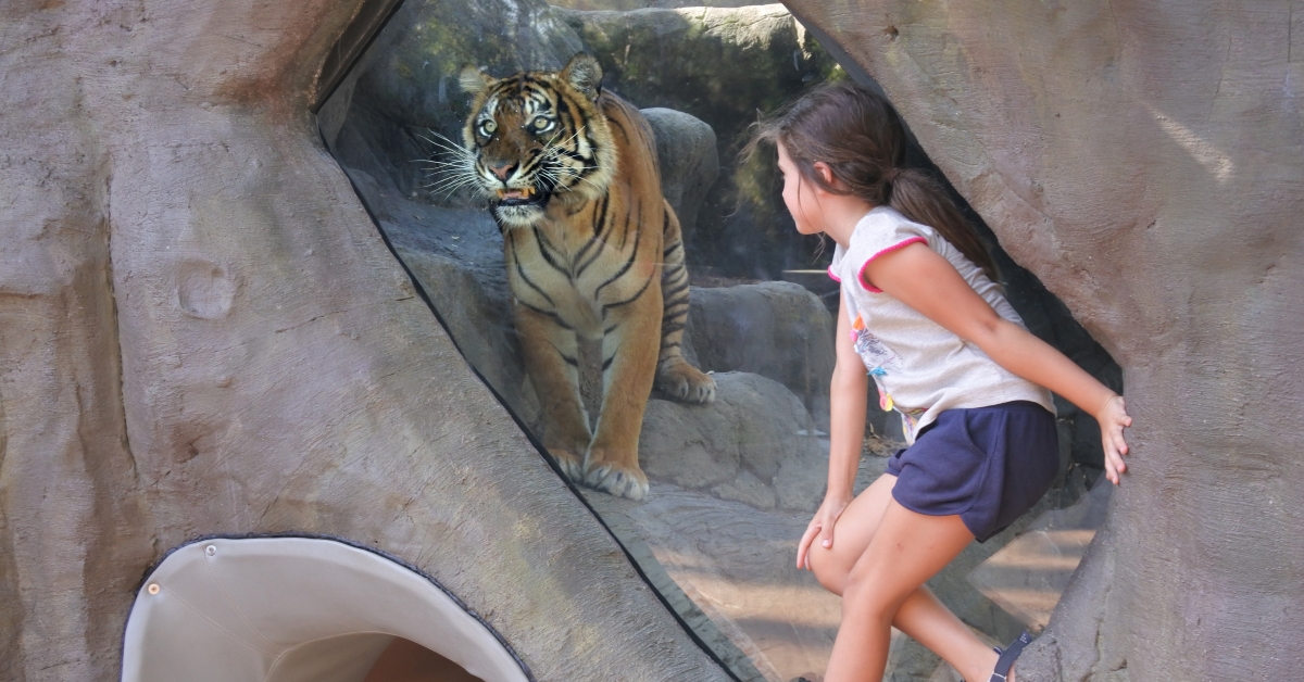 girl looking at bengal tiger