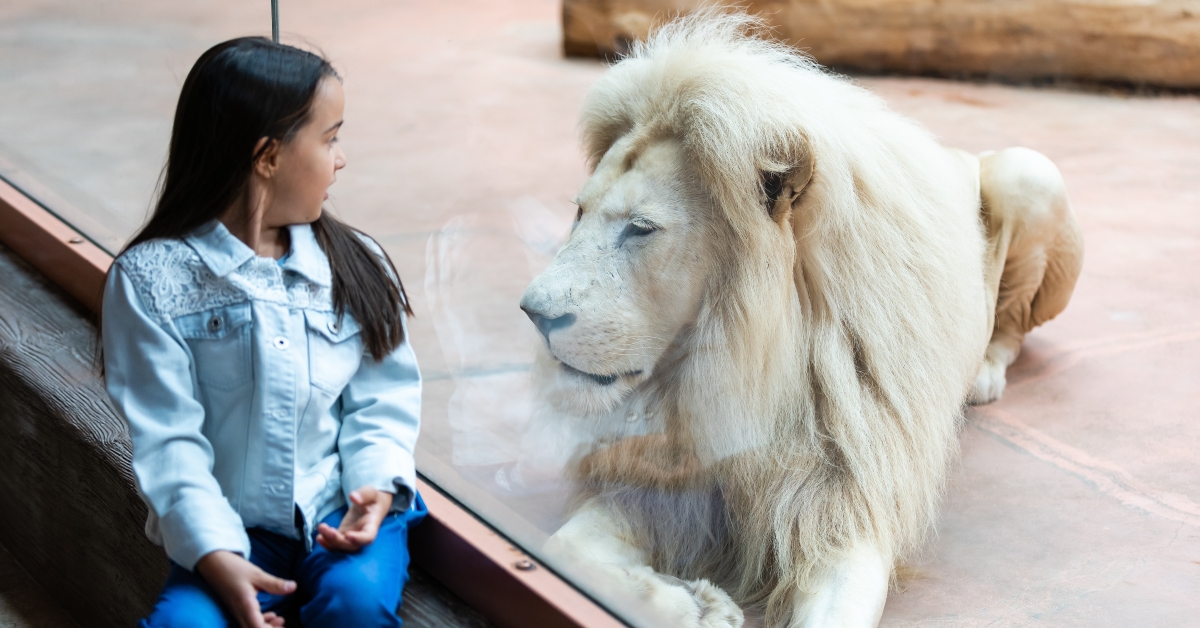 little girl watching white lion