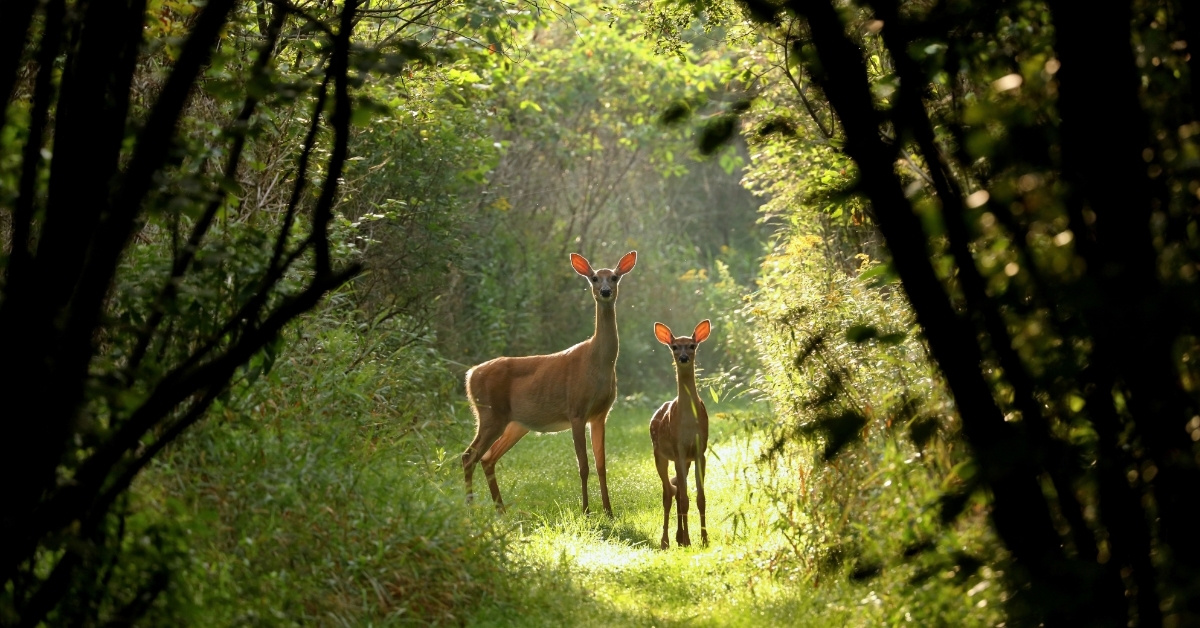 deer in natural trail north Wisconsin