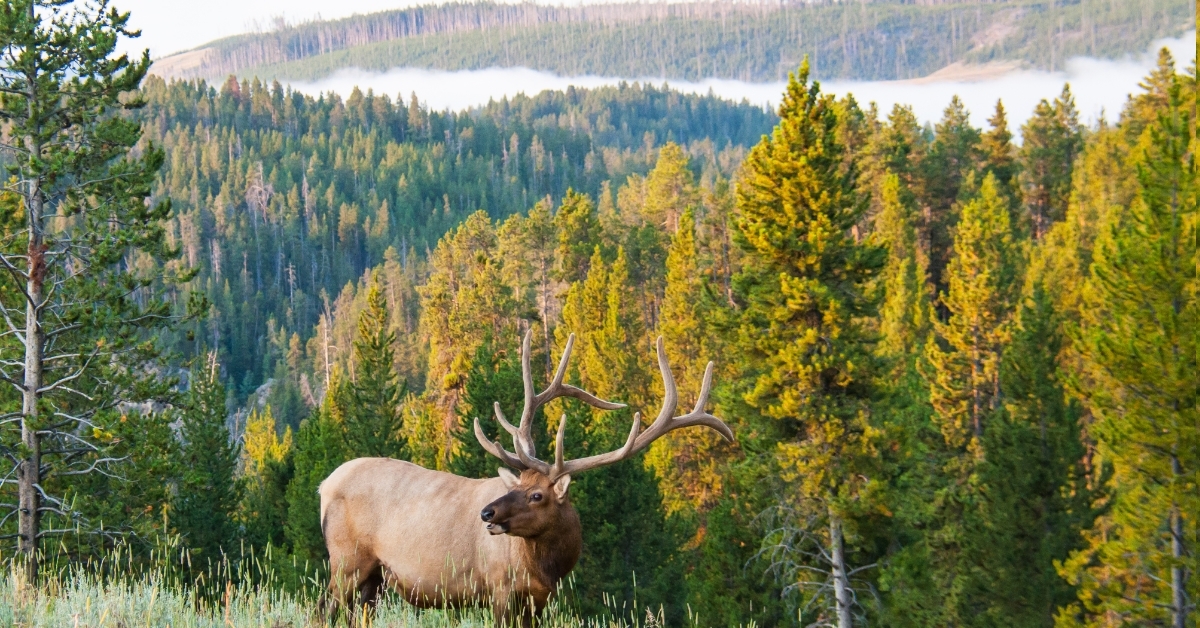 elk walking in forest