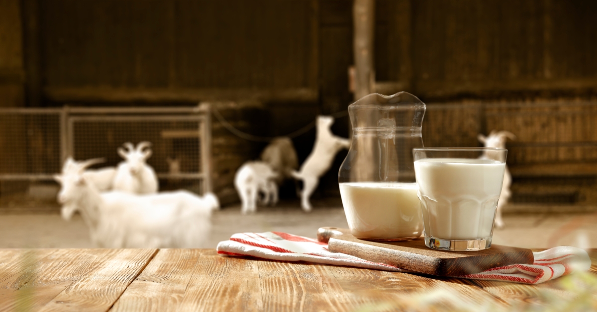 goat milk