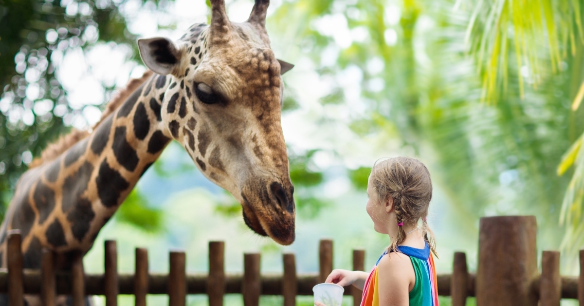little girl feeding giraffe at zoo
