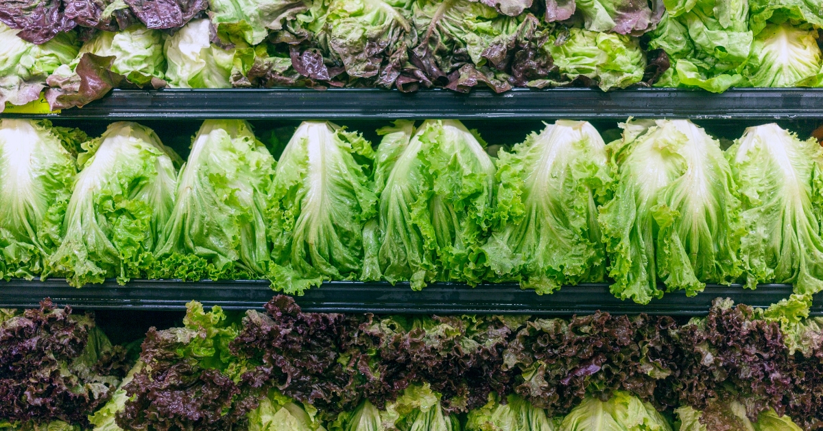 rows of organic lettuce