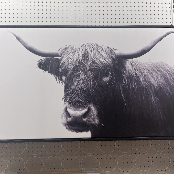 threshold highland cow framed canvas
