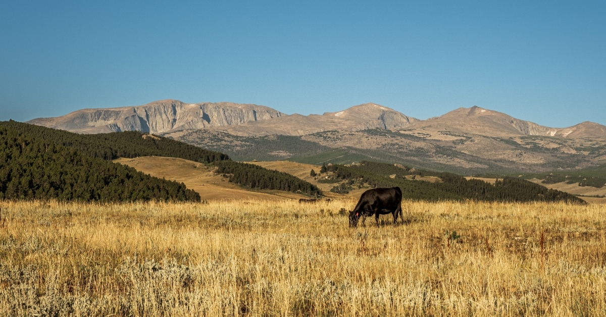 black angus cow grazes