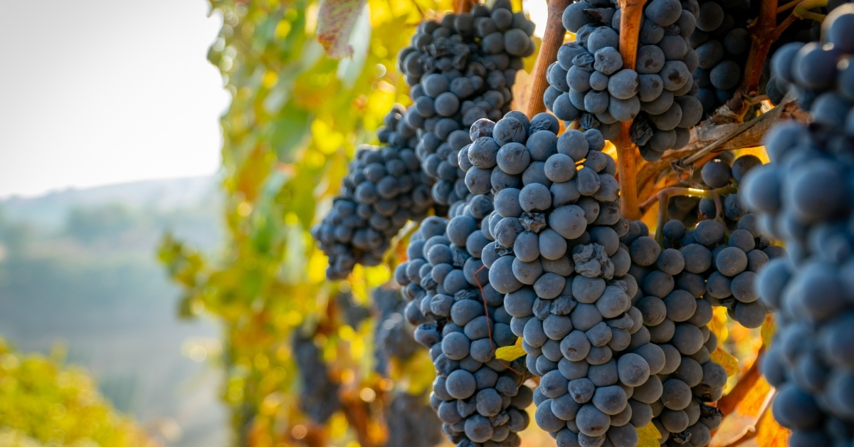 bunch of ripe grapes 