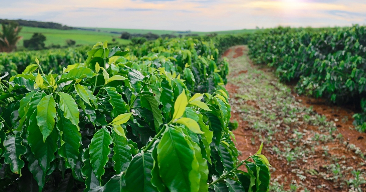  coffee plantation
