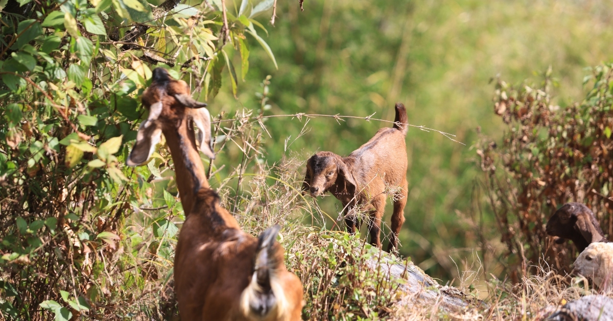 goats is feed in the backyard 