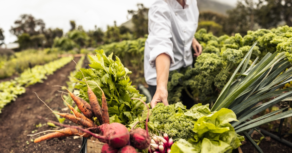 harvesting fresh vegetables