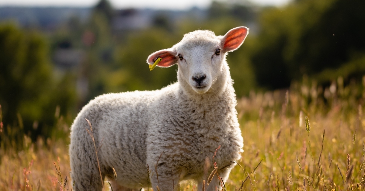 sheep in the sunset