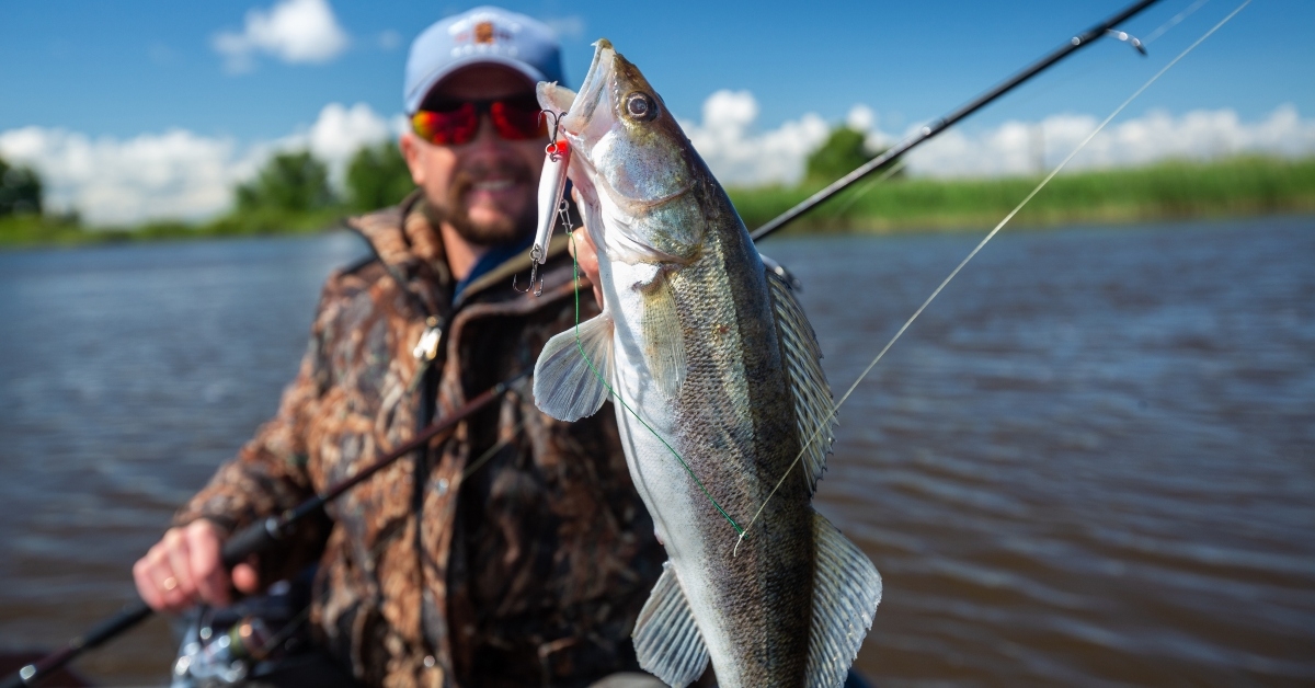  amateur angler holds zander fish