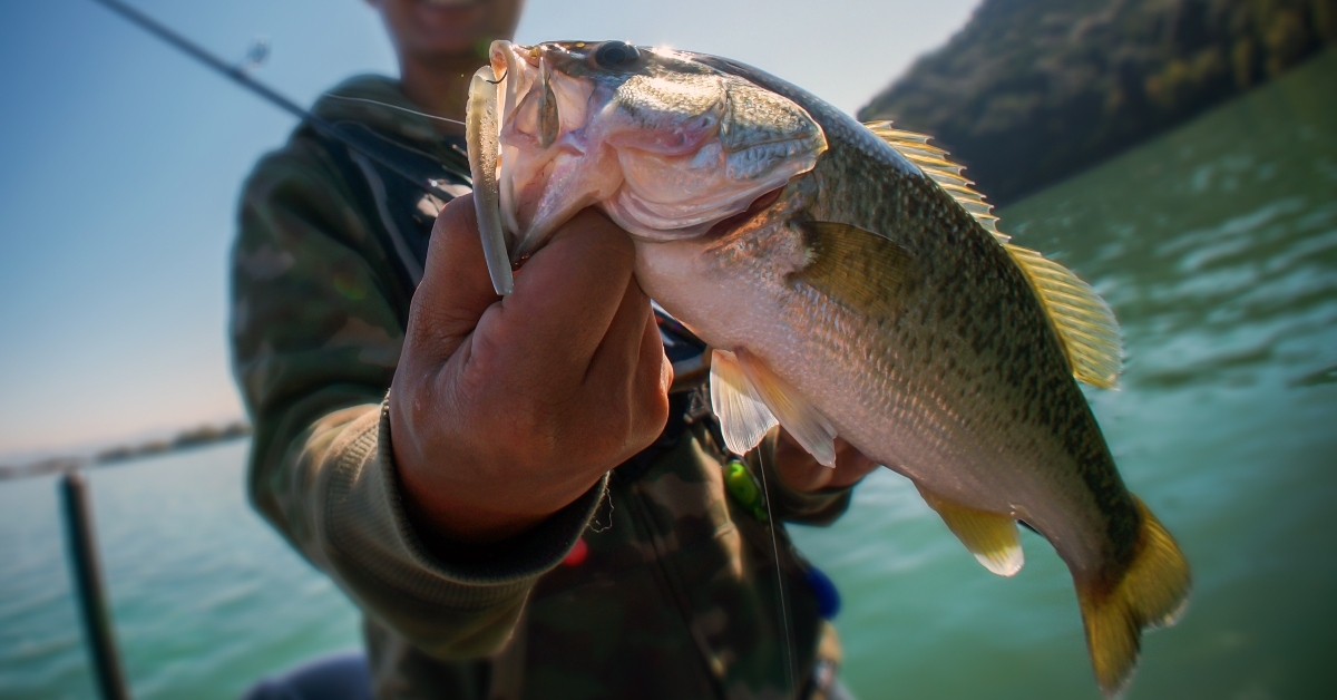 bass fish in the hand