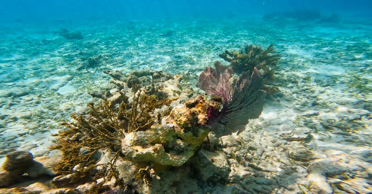 john pennekamp coral reef park