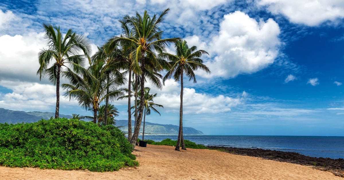 palm trees on tropical beach