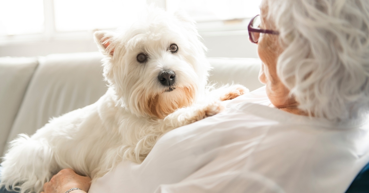 therapy pet 
