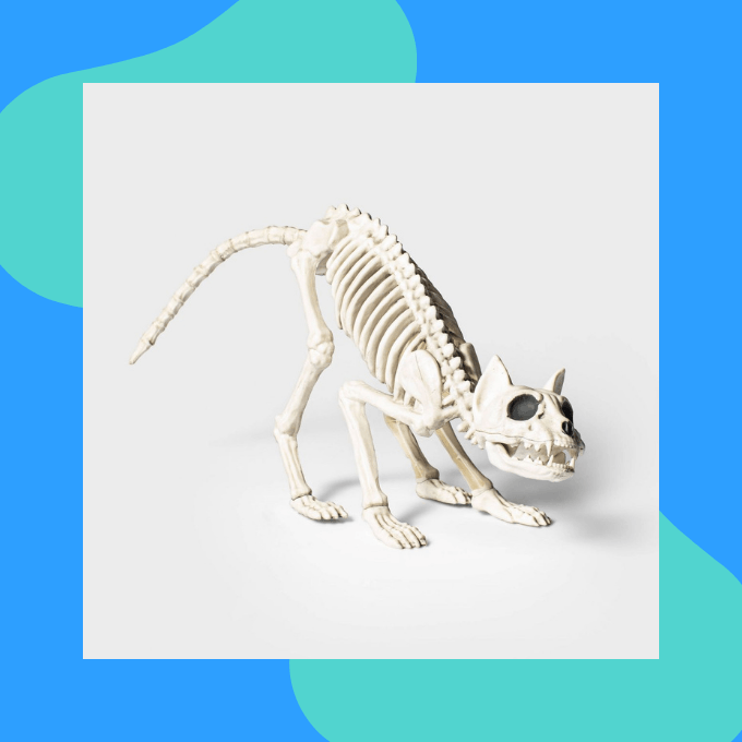 Cat skeleton